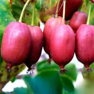 Саджанець Актинідія Пурпурова